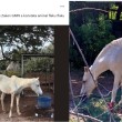 Zoo: Argumenten minister ‘onwaar’