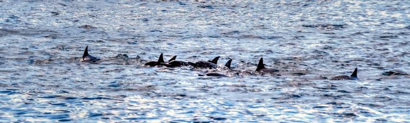 dolfijnensolange