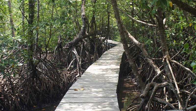 mangrovepark