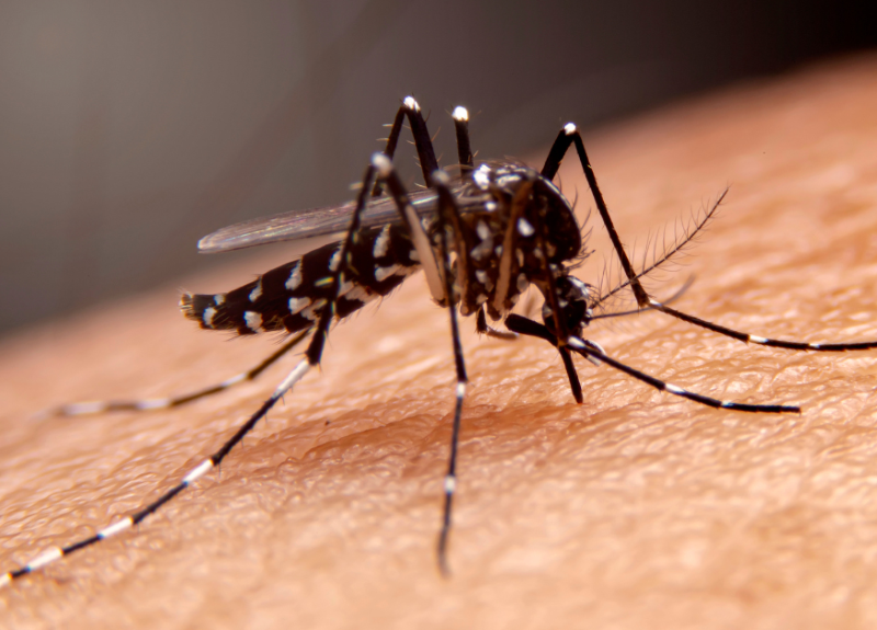 Rising Dengue Cases in Bonaire: Prevention and Measures Explained