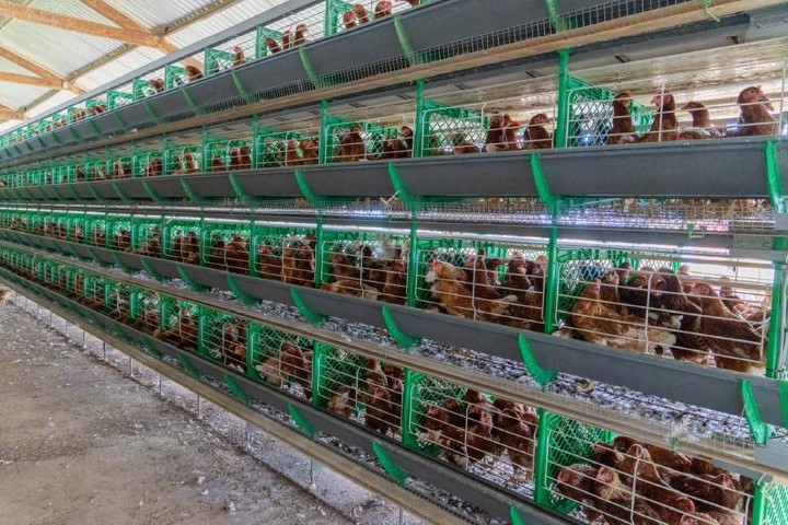 Eggfarm1